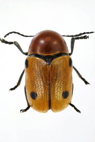 Cryptocephalus infirmior